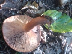 Lactarius deterrimus