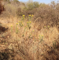 Phymaspermum athanasioides