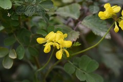 Coronilla valentina
