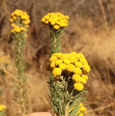 Phymaspermum athanasioides