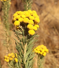Phymaspermum athanasioides