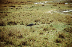 Ardea melanocephala