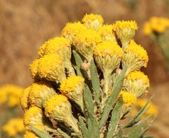 Phymaspermum athanasioides