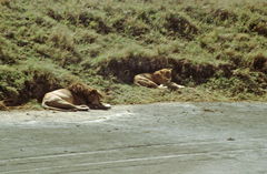 Panthera leo melanochaita