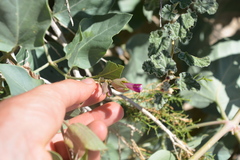 Mirabilis