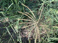 Chloris