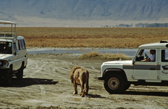 Panthera leo melanochaita