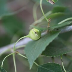 Pemphigus obesinymphae