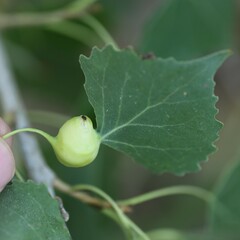 Pemphigus obesinymphae