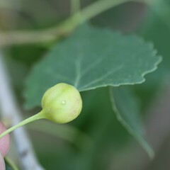 Pemphigus obesinymphae