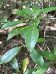 Kalmia latifolia
