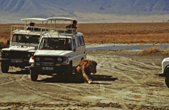 Panthera leo melanochaita