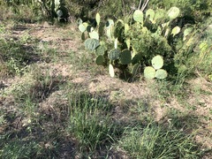 Opuntia lindheimeri