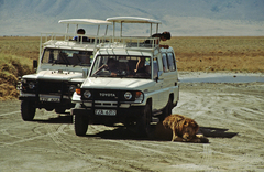 Panthera leo melanochaita