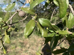 Quercus fusiformis