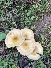 Armillaria
