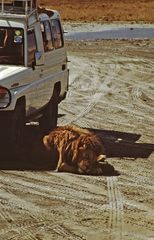 Panthera leo melanochaita