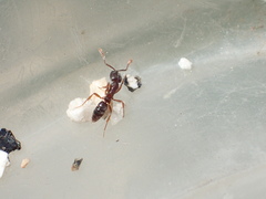 Hypoponera punctatissima