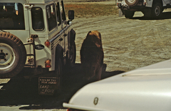 Panthera leo melanochaita