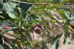 Mirabilis