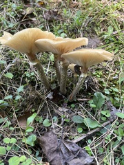 Armillaria