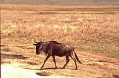 Connochaetes taurinus mearnsi