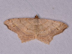 Psamatodes abydata