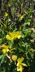 Oenothera biennis