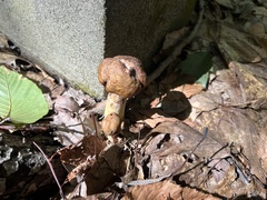 Armillaria