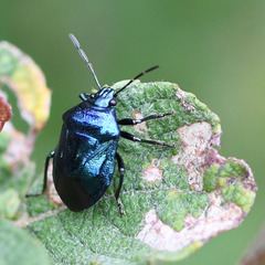 Zicrona caerulea