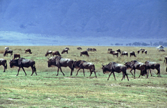 Connochaetes taurinus mearnsi