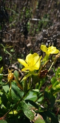 Oenothera biennis