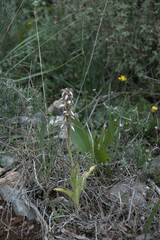 Himantoglossum robertianum