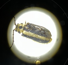 Trirhabda canadensis