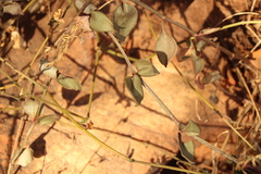 Crassula sarmentosa