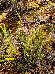 Erica melanthera