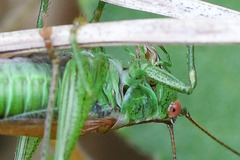 Conocephalus dorsalis