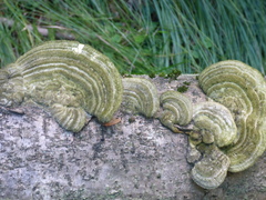 Trametes hirsuta