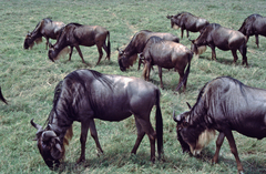 Connochaetes taurinus mearnsi