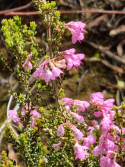 Erica melanthera