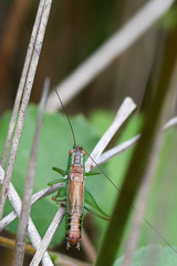 Conocephalus dorsalis