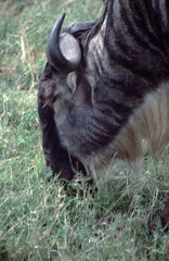 Connochaetes taurinus mearnsi