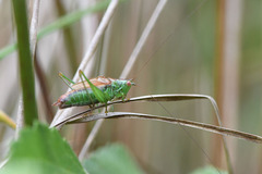 Conocephalus dorsalis
