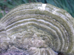 Trametes hirsuta