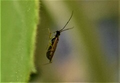 Dicyphus errans
