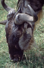 Connochaetes taurinus mearnsi