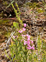 Erica melanthera