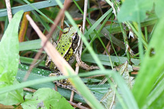 Pelophylax