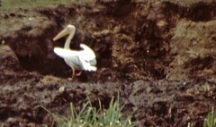 Pelecanus onocrotalus