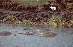 Hippopotamus amphibius